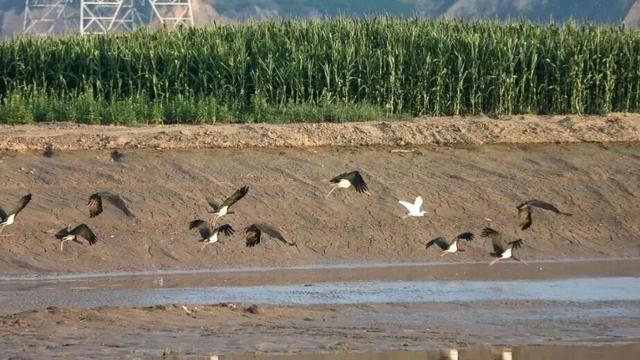 秋深景更美!运城最绚烂时刻到了!