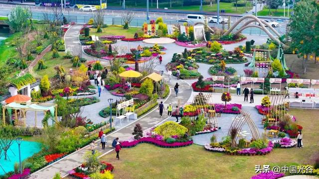 光谷菊展今起在鸡公山公园举行,各色“顶流”争奇斗艳等你打卡,持续至11月30日