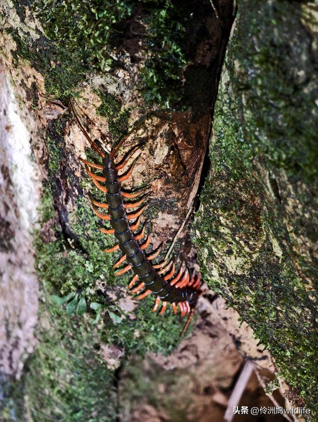 马来西亚(36)砂拉越州⑩峇哥国家公园夜间徒步体验