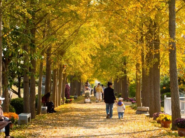 烟台秋日绝色盛宴筹备中，走！寻秋去！