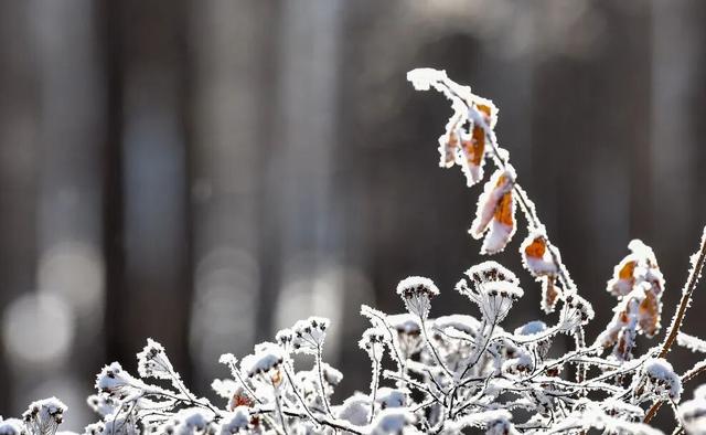 救命！呼伦贝尔的初冬怎么能这么让人沦陷