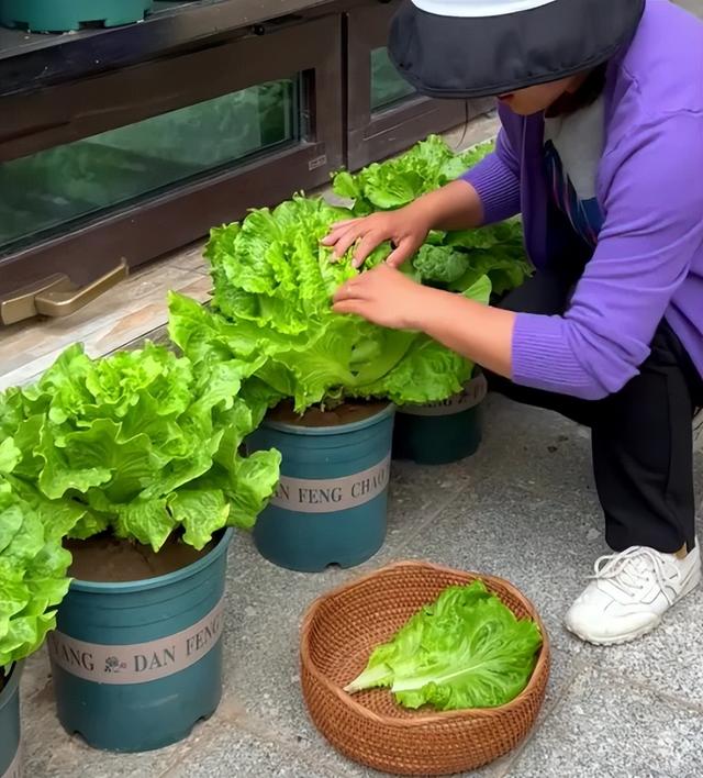 安徽一大哥吐槽“媳妇痴迷阳台种菜”：几十万的房子，种几块的菜