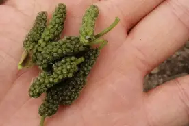 春天使劲吃这2样树上之物，比荠菜还好吃，很多人没吃过！图片