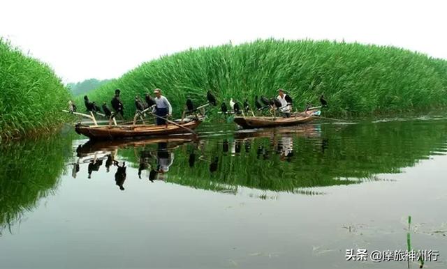 芦苇荷花共绘诗意画卷,渔舟唱晚风景醉人心田。