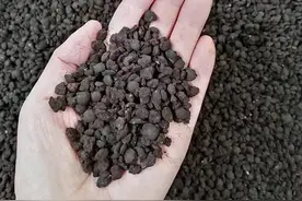 惊！羊粪竟是这般“宝贝”，你还舍得丢？图片