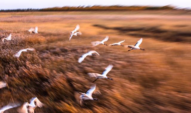 别老盯着南方枫叶乌桕，东北这地方也有你苦寻的秋色美！