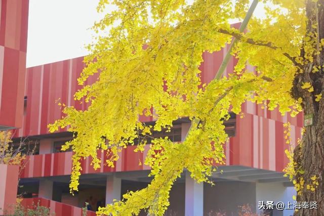 奉浦校园初冬美景大赏，你家娃的学校藏着这样的冬日浪漫