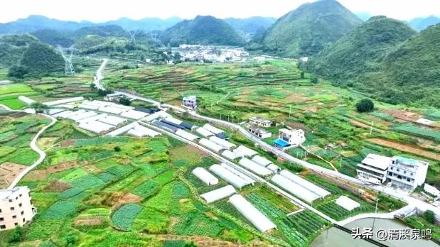 多彩大坪飘红绿