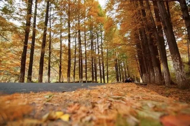 全国十佳！汉中这条公路太火了！