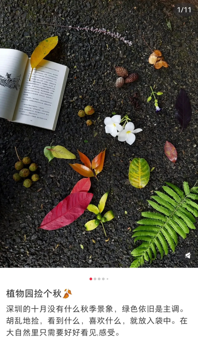 最近，不少深圳人都在捡！发图狂晒战绩，“有一种寻宝的感觉”