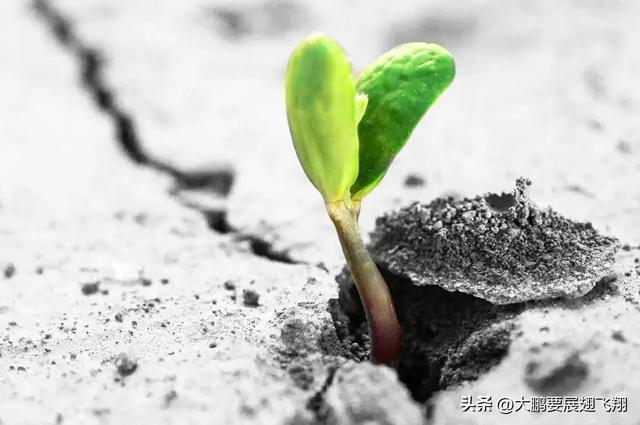 《赠予自己：在逆风中，做那只翱翔的大鹏鸟》