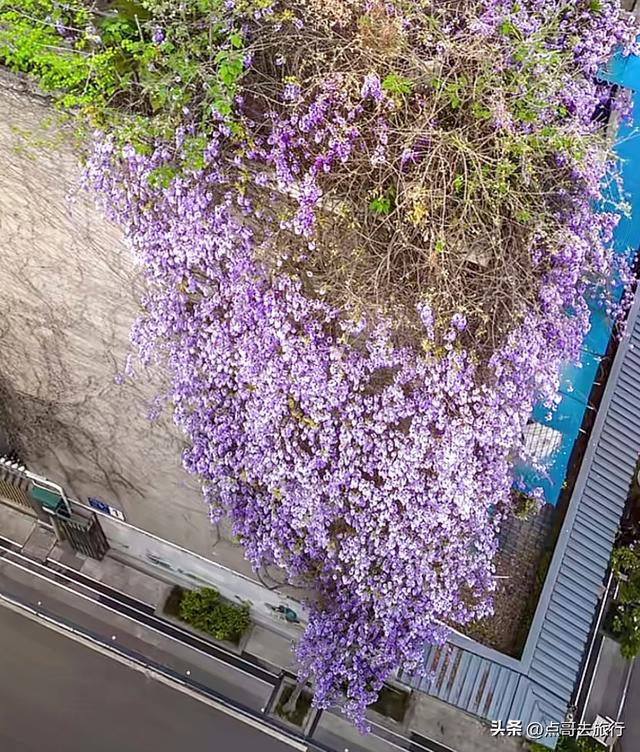 成都市内紫藤王开花了，20米花瀑超级惊艳，这4处都不要门票！
