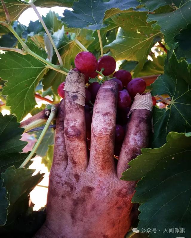 剪葡萄、送外卖挣学费，福建农村娃，如何走进世界顶级博物馆？