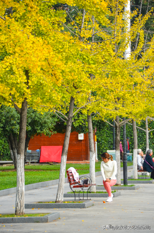 芦花不够看？江滩的银杏已经美疯了！