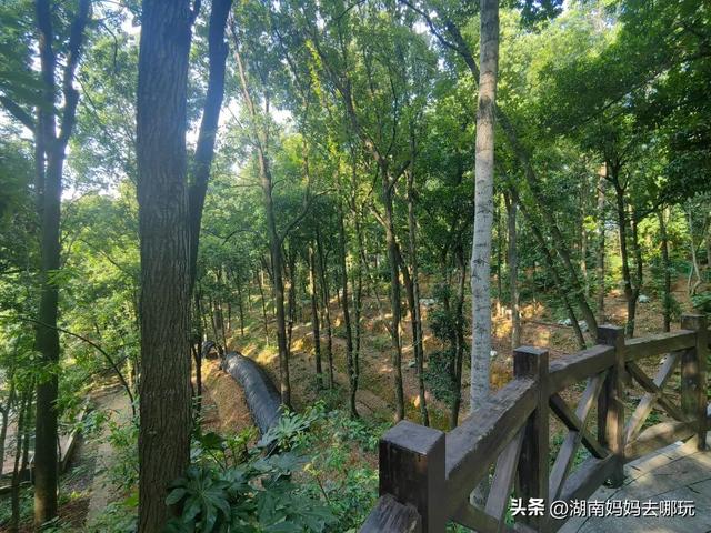 长沙南城遛娃，就爱这条免费清凉路线！