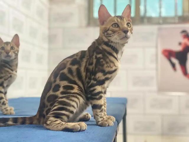 禁止私自饲养！湖南女子废木料里发现4只，养半月后匆忙上交