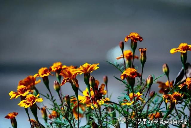 陕西渭南：远山如黛 鸟语花香 气正风顺 厚镇和石鼓山等一日游
