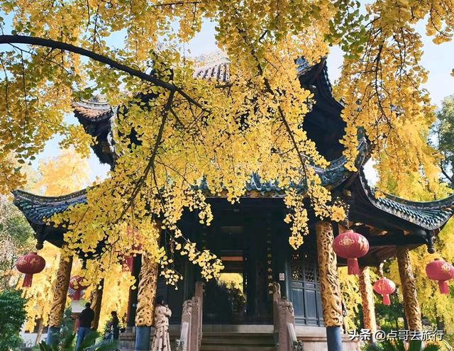 成都市区最美银杏都藏在这里，千年沉淀超级惊艳，公交车直达！