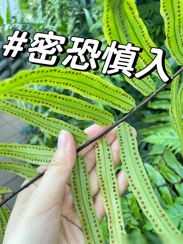 阴花不能进阳宅，家里若有这5种花，请赶紧“搬出去”！