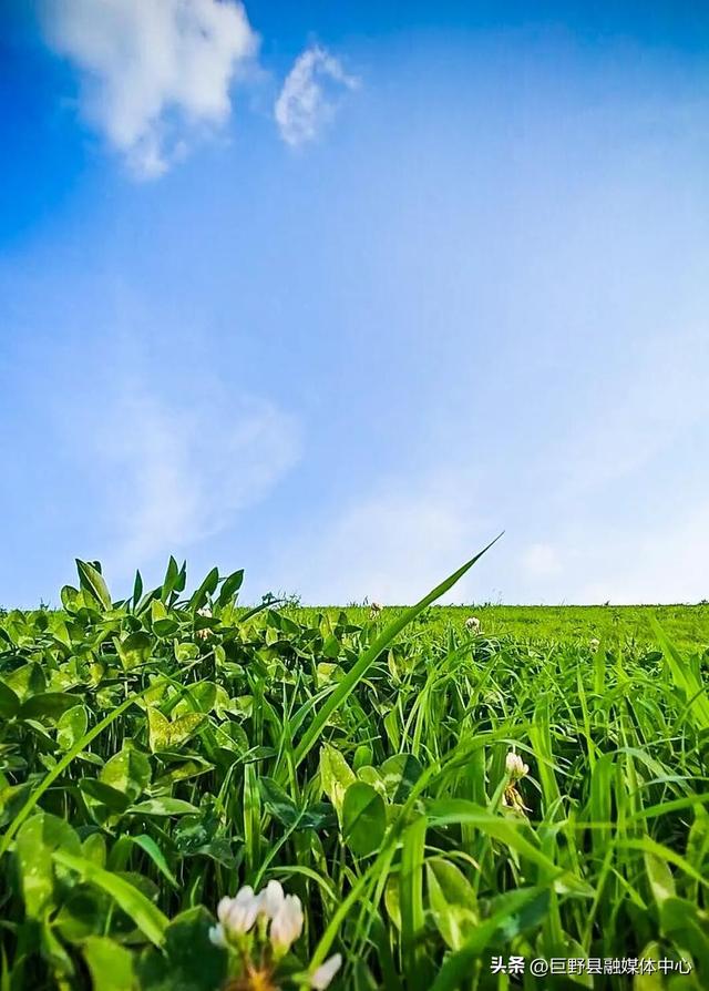 绝美出片打卡地！一棵全泰安最孤独的树，就在这里……
