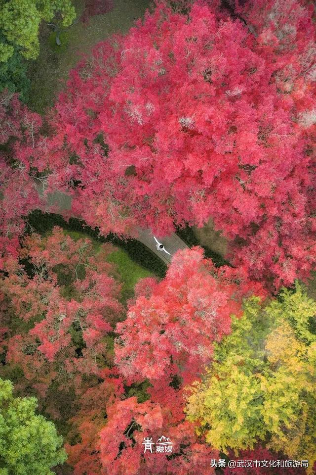 大降温后，青山最美冬景即将上线！