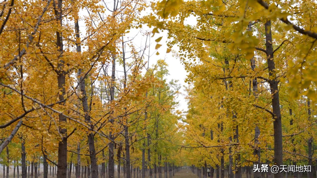 运城西高速口：银杏染金 视觉盛宴惊艳盐湖深秋