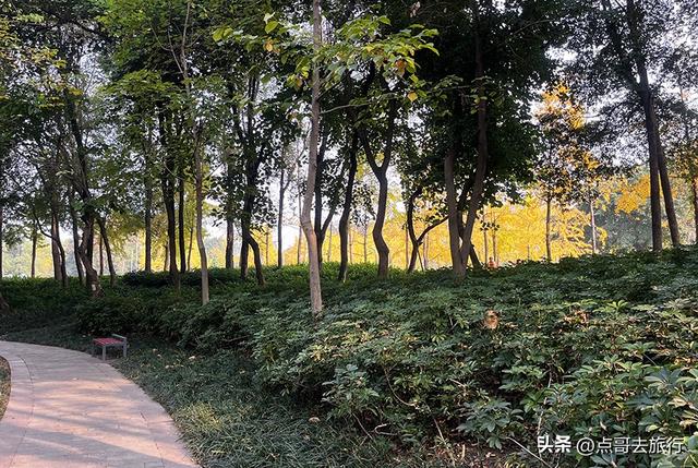 成都城市中的草原牧场，彩林比阿勒泰还美，公交车地铁直达！