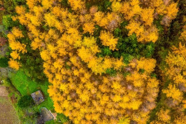 住下来，才懂秦岭的秋：留坝小城5日慢行指南