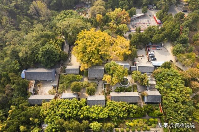 十大银杏观赏地之一的山东浮来山真的黄了！