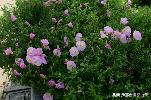 河北省第九届旅发大会主会场——邢台•襄湖森林公园（图）