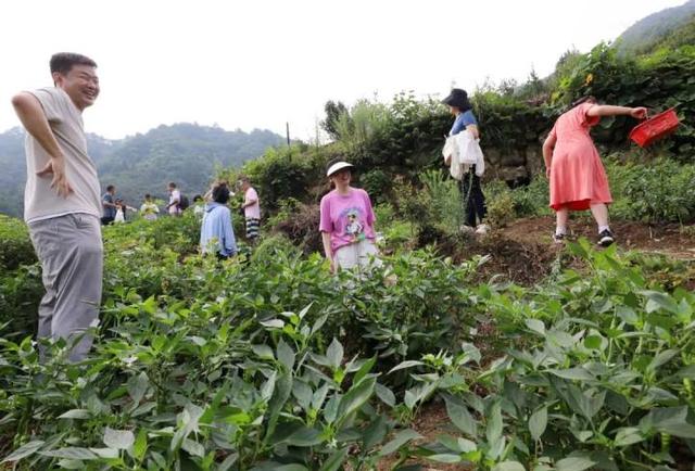 “山村收菜计划”再升级！杭城一批亲子家庭上周末驱车200公里赶到这个海拔600多米的小山村……