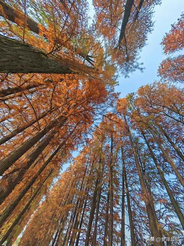 涢水湿地迷人红杉林 冬日画卷中的生态诗篇