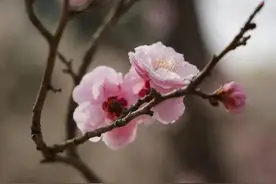 湖北襄阳，一男子偶遇初中女同学后发生了一些事情图片