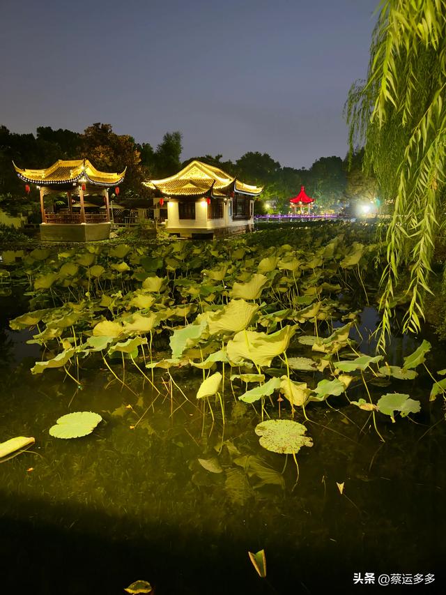 夜游上海古猗园，夜景璀璨迷人