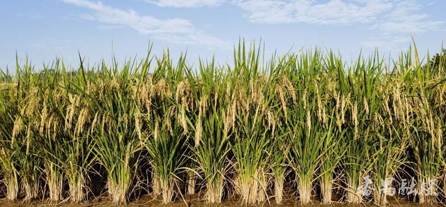 你知不知“稻”？番禺这片稻田美成了童话