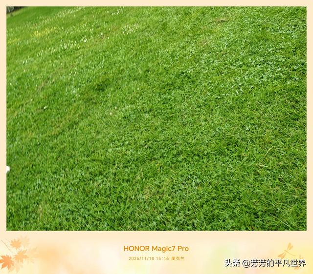 铺展到天际的绿地毯