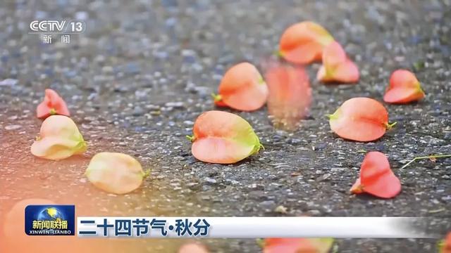 新闻联播聚焦通济秋色！榕城路栾树美到“出圈”