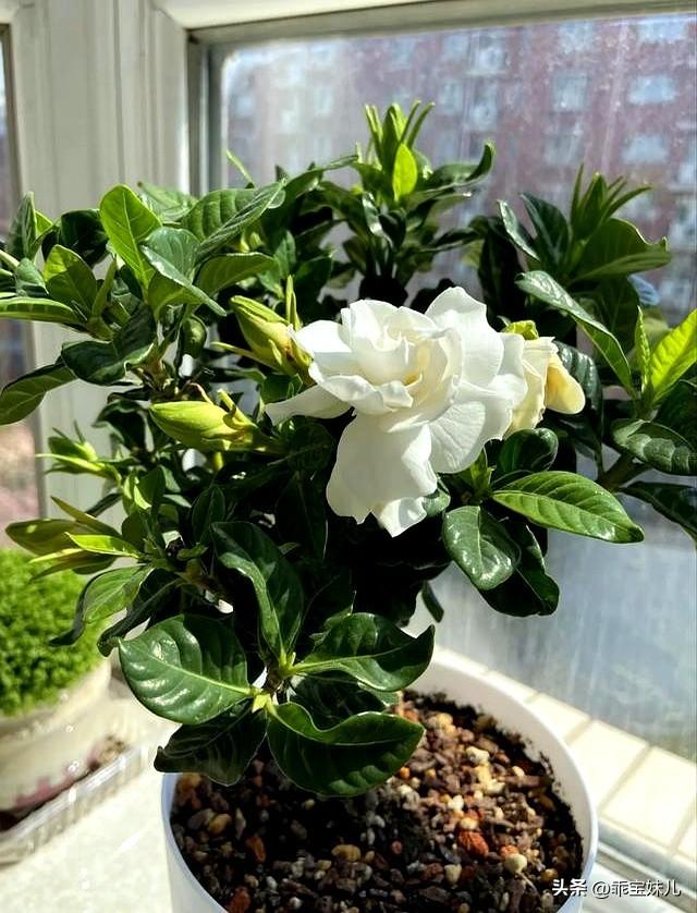 阴花不能进阳宅！这5种花“打死”也不能养，若家里有，赶快搬走