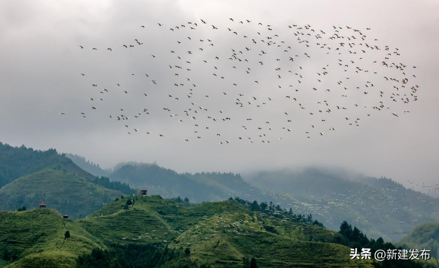 闯入罗霄之巅的绿色秘境