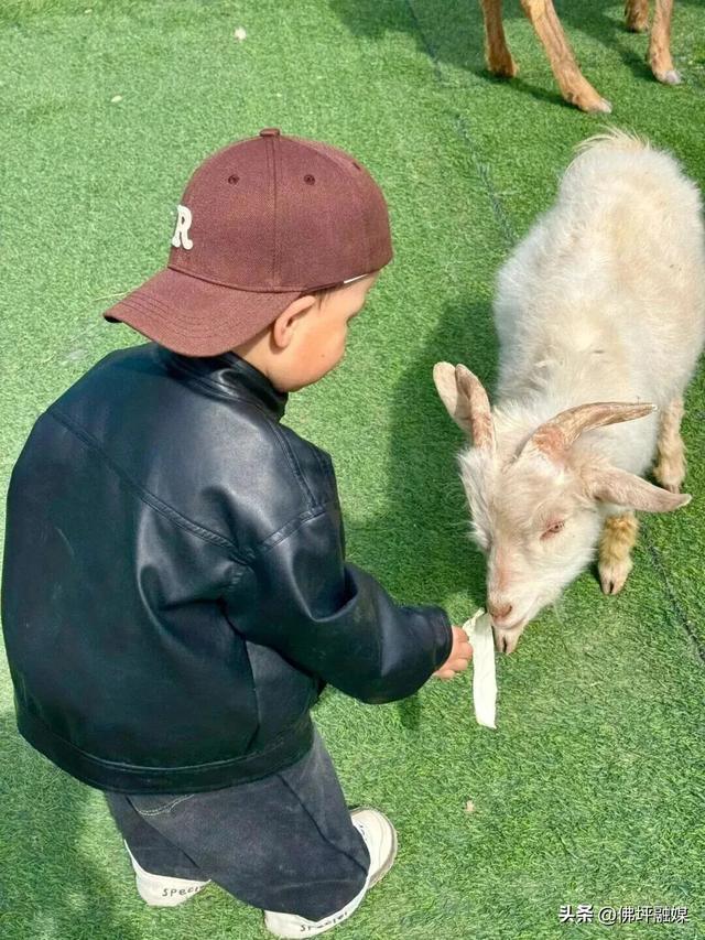 🥕解锁“疯狂动物城”佛坪分城🦊