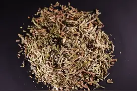 🌿侧柏叶：千年止血圣手的科学新解｜凉血护发的双重智慧图片