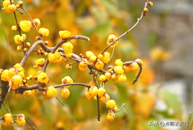 成都超大规模腊梅花，30000余株，不要门票，百年老桩更是惊艳！