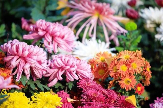 今日开幕！来泰达看百菊争艳