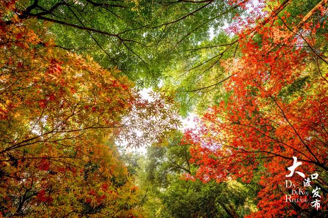 大渡口冬日“顶流”红了
