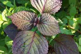 国家点名！为什么扎堆种紫苏，释放什么信号？背后利润有多大图片