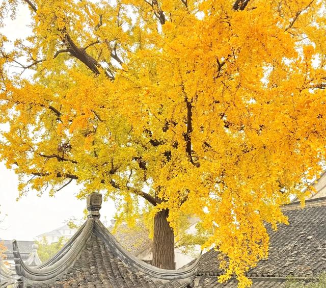 苏州秋天藏不住了!8个封神打卡地,承包江南最浓秋意
