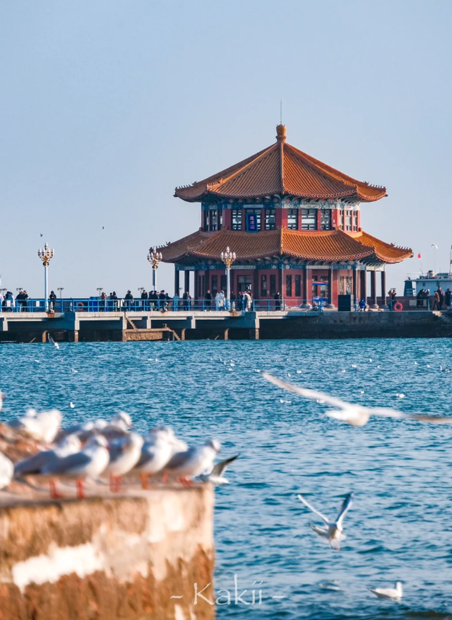 跨年前，总要来栈桥追一次海鸥吧～