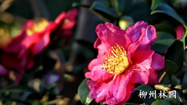 柳州市雀儿山公园茶梅盛放