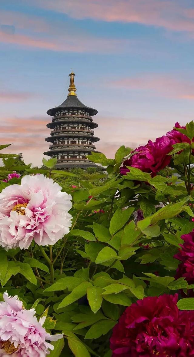 护航牡丹文化节丨黑的白的红的黄的紫的绿的蓝的