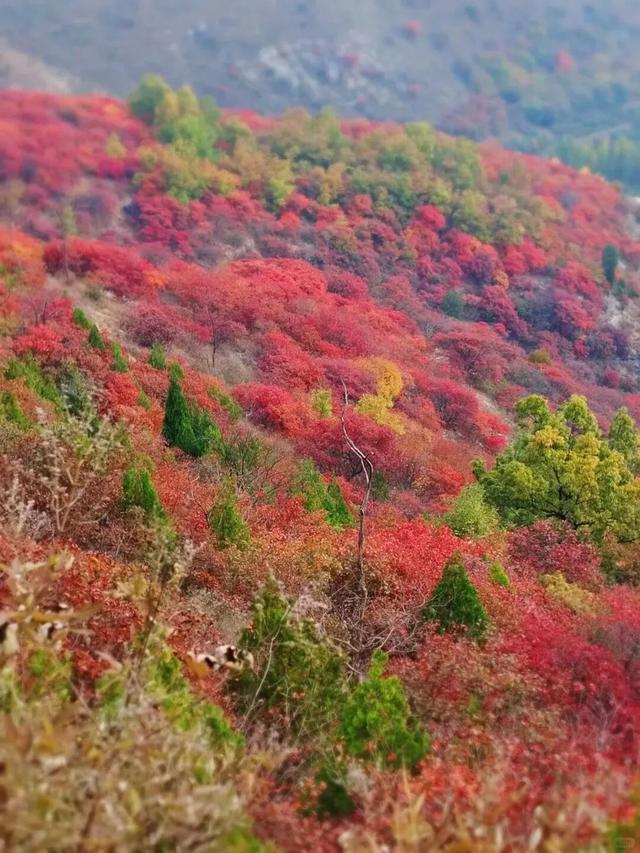 《山东红叶观赏地图》.PDF